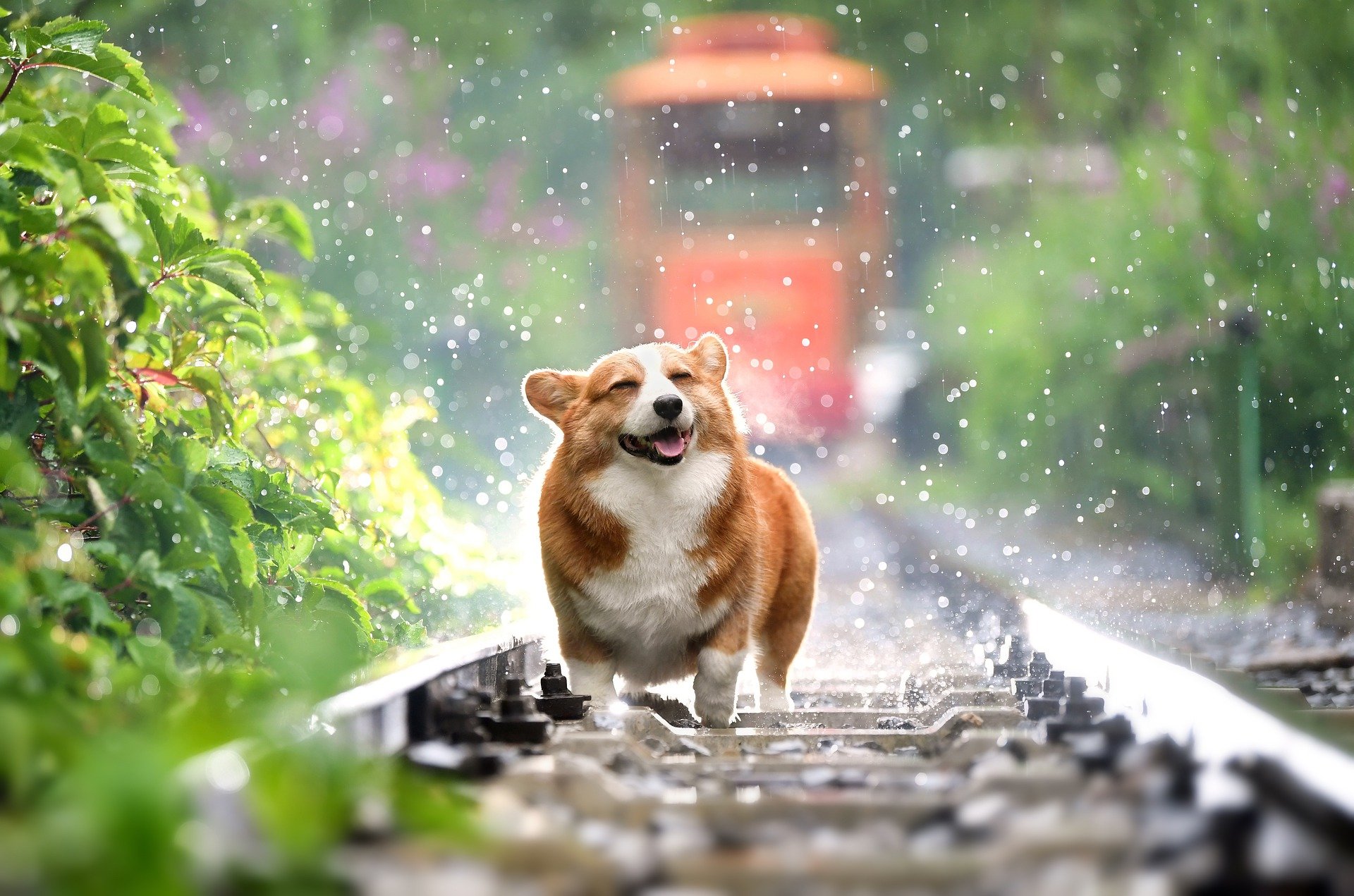 わんわんこ